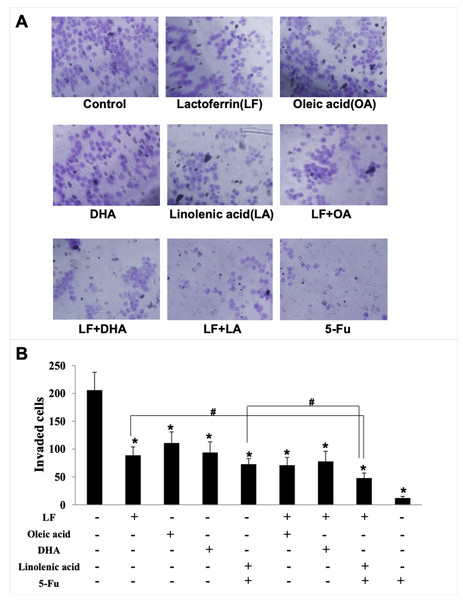HT29 cell invasion treated with lactoferrin and three unsaturated fatty acids and detected by transwell.