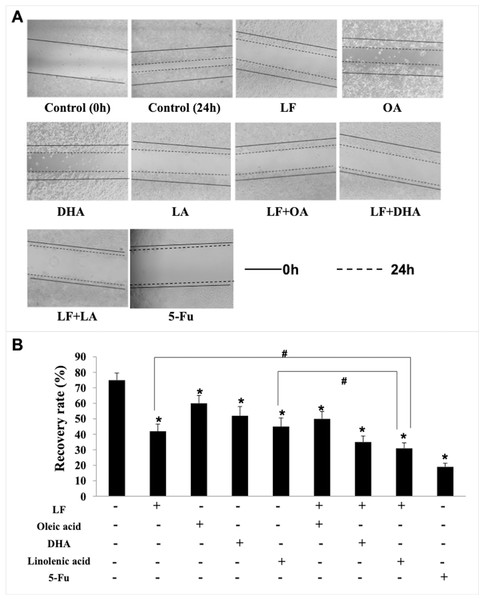 HT29 cell migration treated with lactoferrin and three unsaturated fatty acids and detected by scratch analysis.