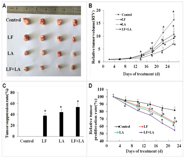 In vivo effect of lactoferrin and linolenic acid on HT29 tumor-bearing nude mice, through oral administration.