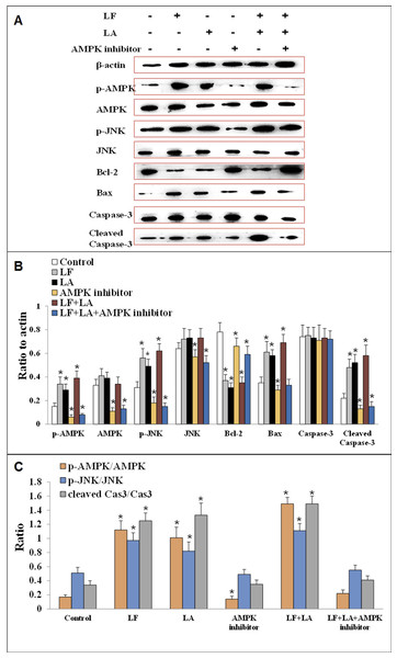 Proteins expression of p-AMPK, AMPK, JNK, p-JNK, Bcl-2, Bax, Caspase-3 and cleaved Caspase-3 in HT29 cells.