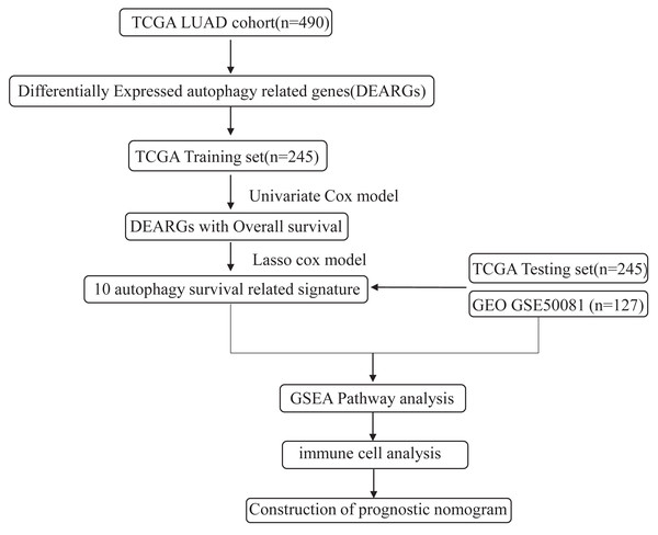 An overview of identification of LUAD prognostic related autophagy signature in our study.