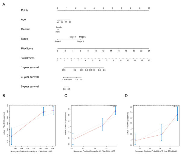 Nomogram for predicting the 1-,3-, 5-year survival with risk score.