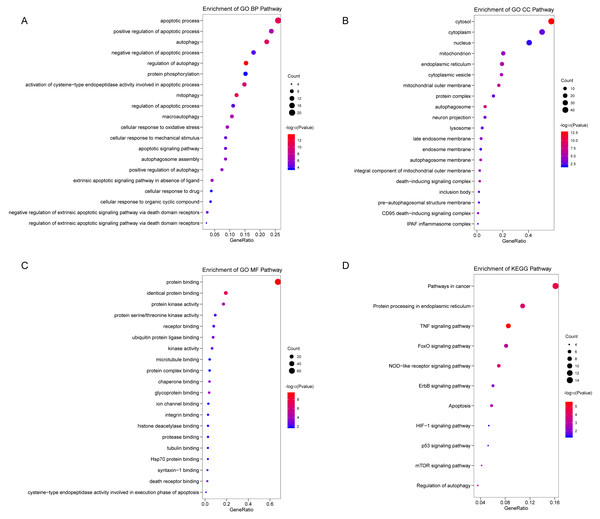 Functional KEGG and GO analysis for Differentially expressed autophagy genes.