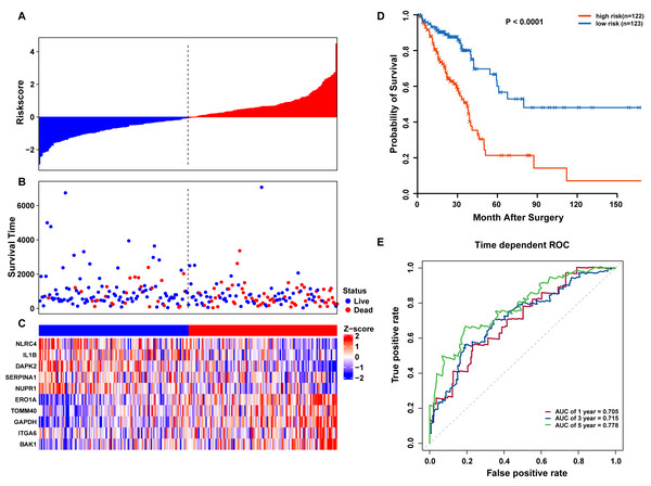 OS-related prognostic model of LUAD patients in TCGA training set.