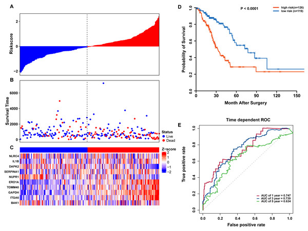 OS-related prognostic model of LUAD patients in TCGA testing set.