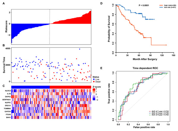 OS-related prognostic model of LUAD patients in GSE50081 set.