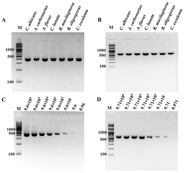 Specificity and sensitivity (limit of detection) of (A and C) ITS1 and (B and D) 18S rDNA PCR-GE.