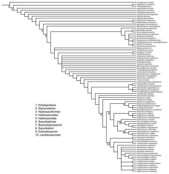 Phylogenetic relationships of Ornatops incantatus.