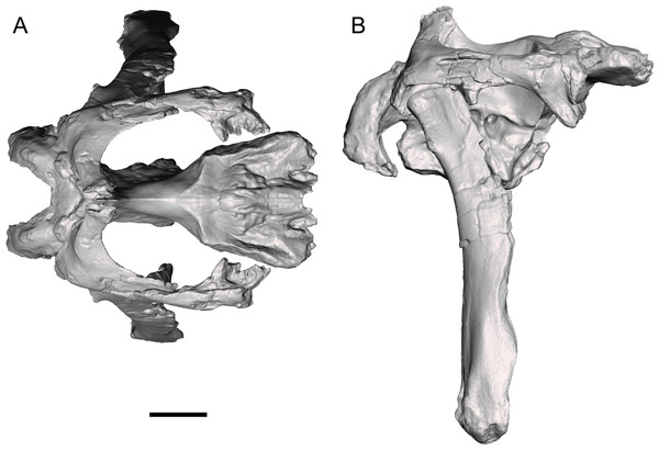 Reconstruction of the caudal region of the skull of WSC 10058, holotype of Ornatops incantatus.