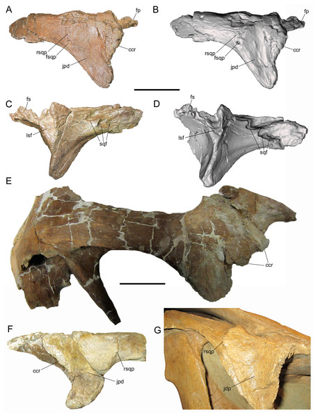 Postorbitals of WSC 10058, holotype Ornatops incantatus, and other brachylophosaurins.