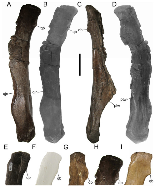 Quadrates of WSC 10058, holotype of Ornatops incantatus, and other brachylophosaurins.