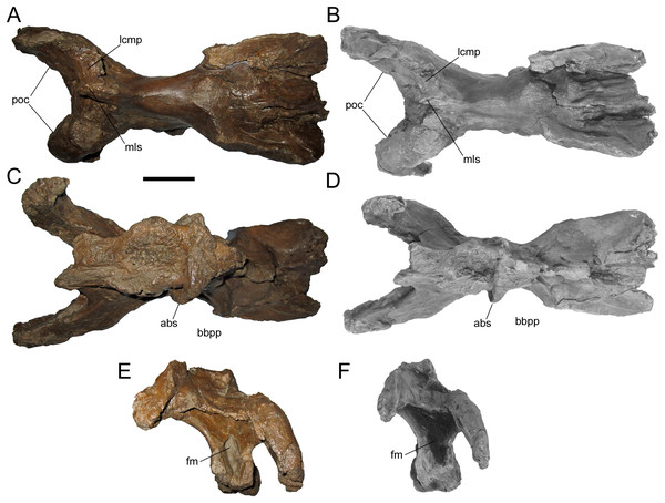 Braincase of WSC 10058, holotype of Ornatops incantatus.