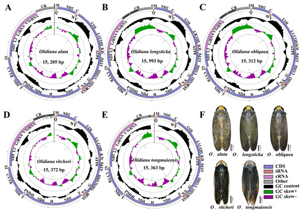 Mitochondrial genome map of five representative Olidiana species.