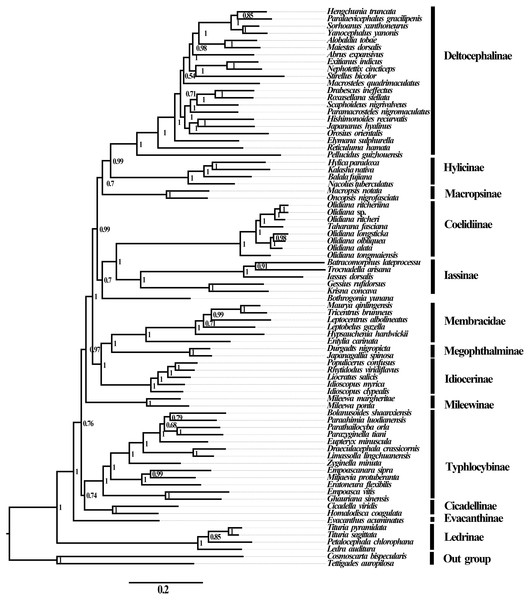 Phylogenetic trees of Cicadellidae inferred by MrBayes 3.2.6 based on nucleotides of the first and second codons of 13 PCGs and two rRNAs (BI-13PCG12-2R).