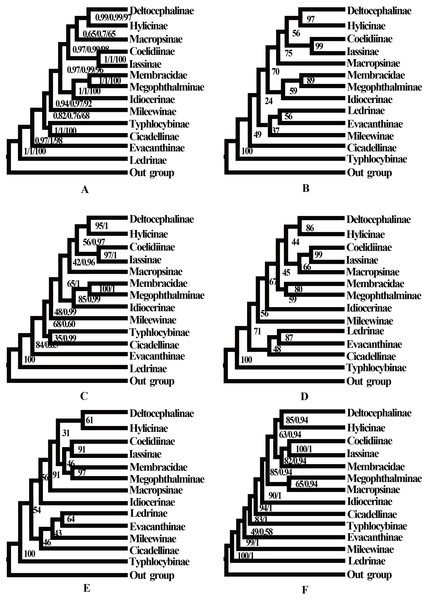 Phylogenetic trees of leafhoppers.