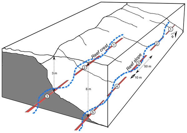 Schematic of transects.