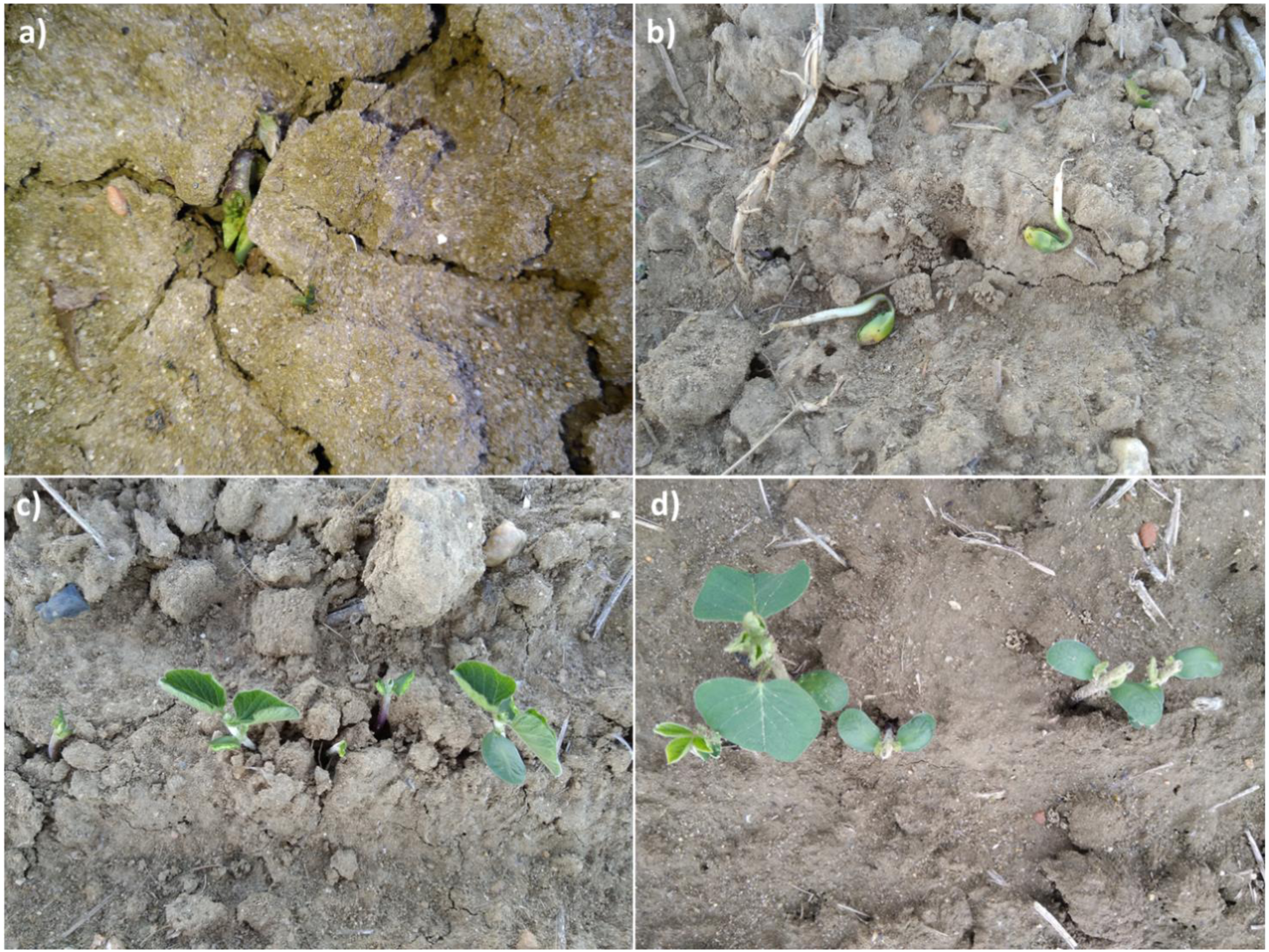 Post Emergence Seedling Damage Due To Vertebrate Pests And Its Impact On Soybean Establishment Peerj