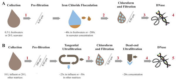 Overview of each step involved in concentrating and purifying viruses with iron chloride flocculation and ultrafiltration.