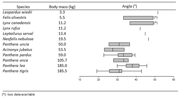 Boxplots and whiskers showing the statistical distribution of measured inter-iliac angle in studied species.