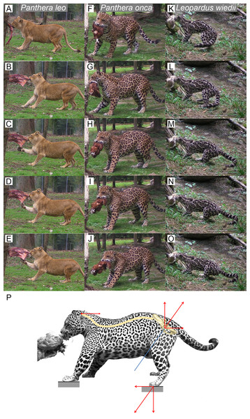 Functional hypothesis of forces transmission through hind limbs when felids pull on food.