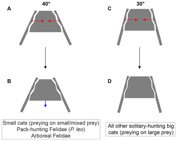 Inter-iliac angle in the interlocking process during predatory behavior in Felidae.