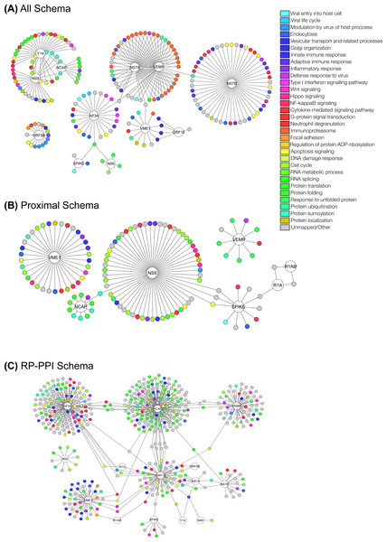 Network visualization of the complete predicted interactomes for each schema.
