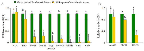 Analysis of the Chl biosynthesis in the white and green parts of the chimeric leaves.