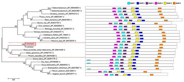 Phylogenetic tree of HEMC family proteins based on the full-length amino acid sequences.