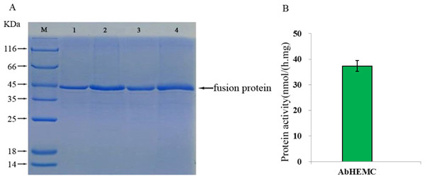Prokaryotic expression and enzyme activity analysis of AbHEMC protein.