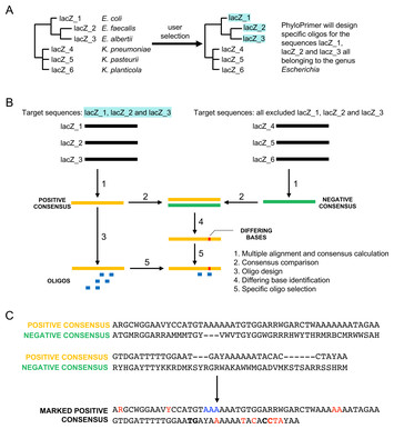 PhyloPrimer: a taxon-specific oligonucleotide design platform [PeerJ]