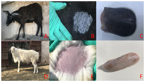 The main phenotypic characteristics of Minxian Black Fur sheep and Small-tail Han sheep.