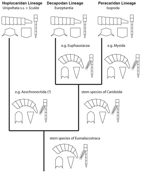 Convergent evolution of a reptantian morphotype in different eumalacostracan lineages.