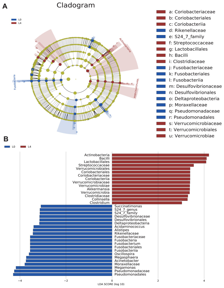 Liraglutide Induced Structural Modulation Of The Gut Microbiota In Patients With Type 2 Diabetes Mellitus Peerj