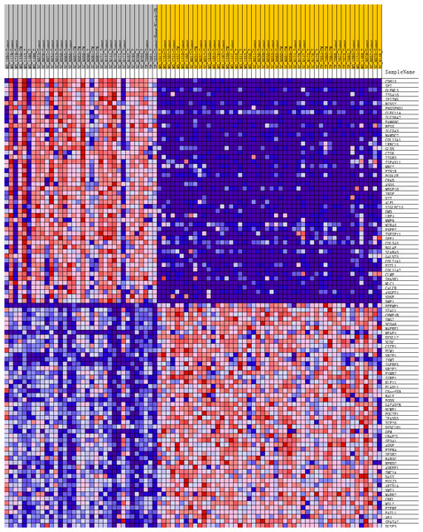Heat map of the top 100 differentially expressed genes (50 up-regulated genes and 50 down-regulated genes).