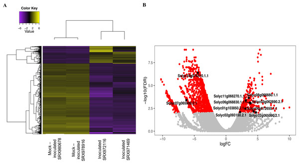 Heat map and volcano plot of differential expressed transcripts from two biological replicates of a tolerant genotype inoculated and mock-inoculated read libraries.