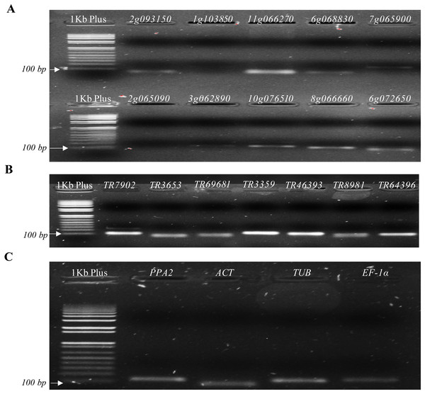 Agarose gels from candidate and reference genes selected.