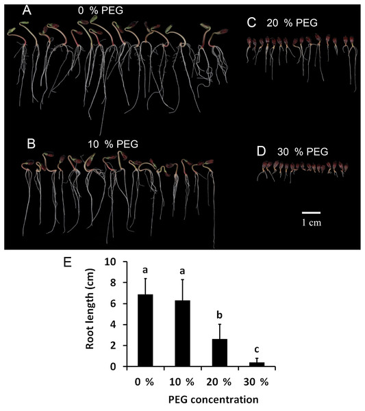 Peg root control что это