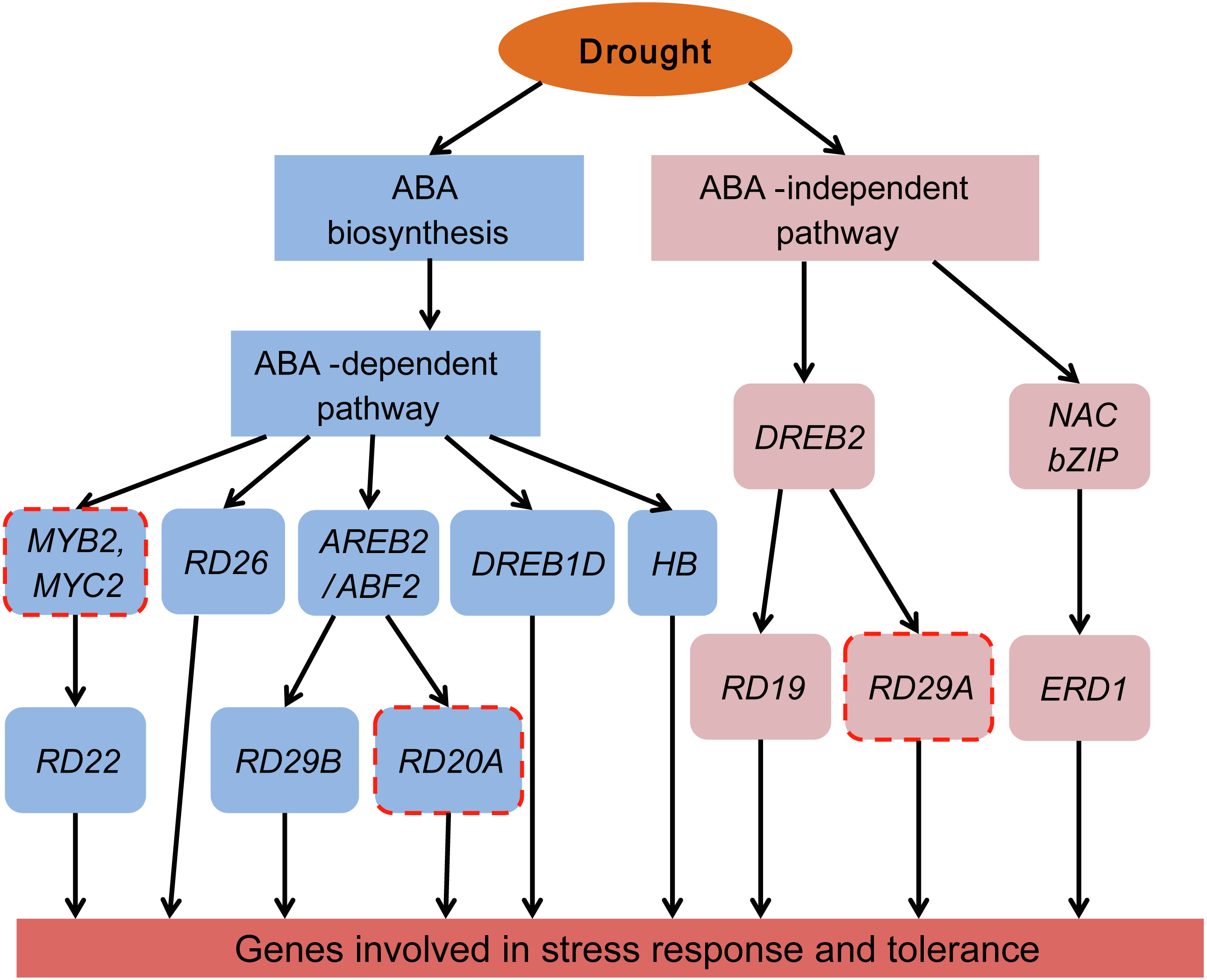 Transcriptome Analysis Revealed Gene Regulatory Network Involved In PEG ...