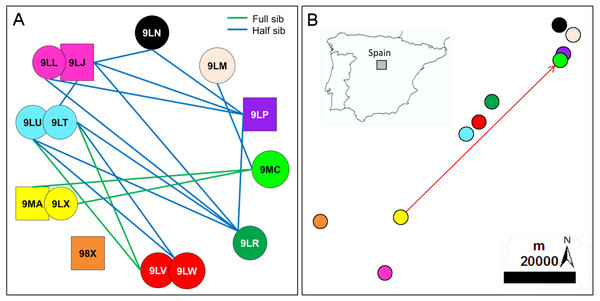 Inferred relationships and geographic distribution of the offspring in 2018.