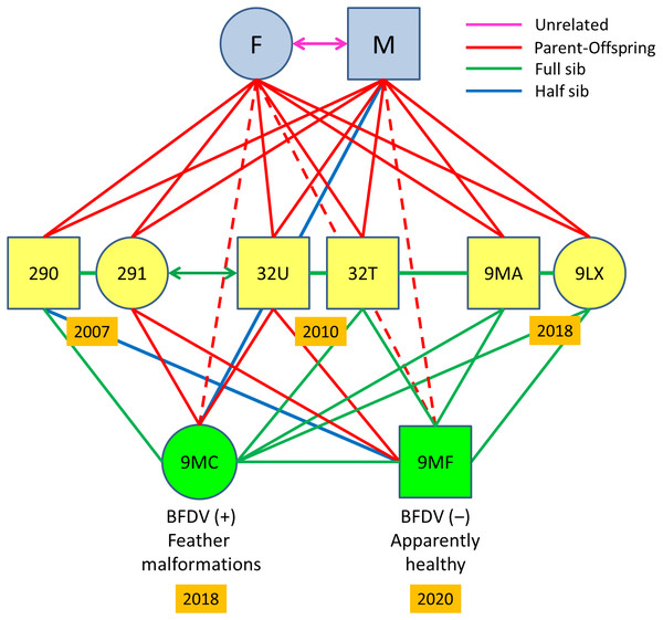 Pedigree of the Egyptian vulture familiar group analysed.