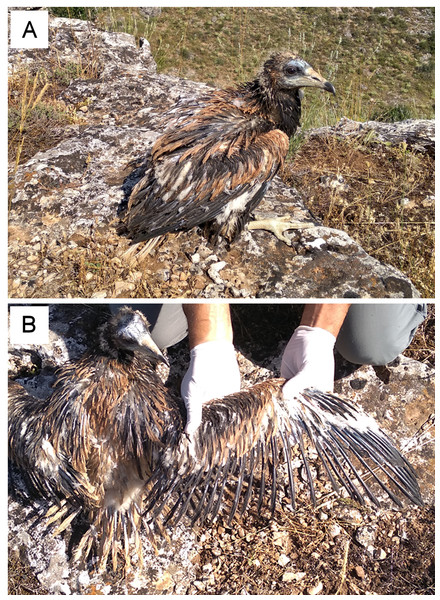 Fledgling Egyptian vulture with feather malformations, daughter of an inbred pair formed by full siblings.