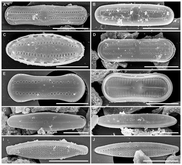 SEM images for small-celled diatoms from the assemblage studied.