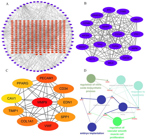 Interaction network and analysis of the hub genes.