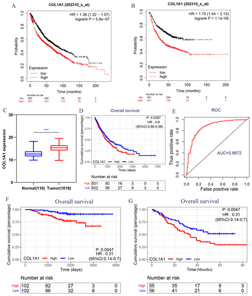 Transcriptional expressions of COL1A1 significantly correlated with poor survival outcomes in LC patients from the TCGA cohort.