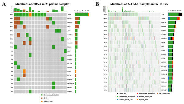 Landscape of somatic mutations in AGC. (A) The genes and frequencies of ctDNA mutations in 23 plasma samples. (B) The genes and frequencies of 224 AGC sample mutations in the TCGA database.