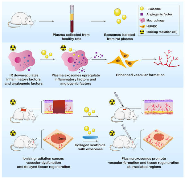 Exosomes were derived from healthy rat plasma.