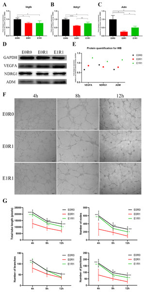 RP-Exos boosted pro-angiogenic gene and protein expression of macrophages, which were downregulated by IR.