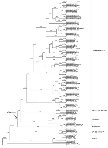 Phylogenetic tree of Elatostema s.l. generated from Bayesian Inference (BI) of combined dataset (ITS, trnH-psbA and psbM-trnD).