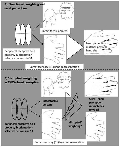 Implicit weighting process of different types of body representation.