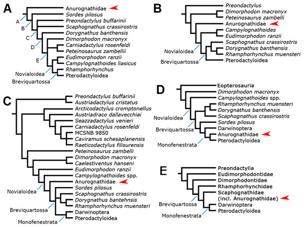 Previous phylogenetic hypotheses for the position of the Anurognathidae.